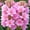 C, variant on Tuberose, Low Maintenance - Easy Grow - Ideal for Beds Borders, Plant Pots & Planters