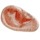 thumbnail image 2 of English Version Ear Acupuncture Earpins Model Model Auricular Application Model Ear Acupuncture Poi Banmo, 2 of 5