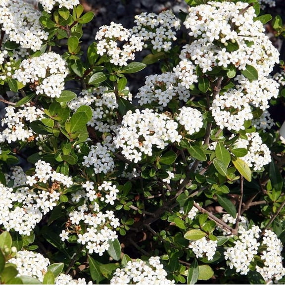 Reifler’s Dwarf Viburnum - Viburnum obovatum 'Reifler's Dwarf'