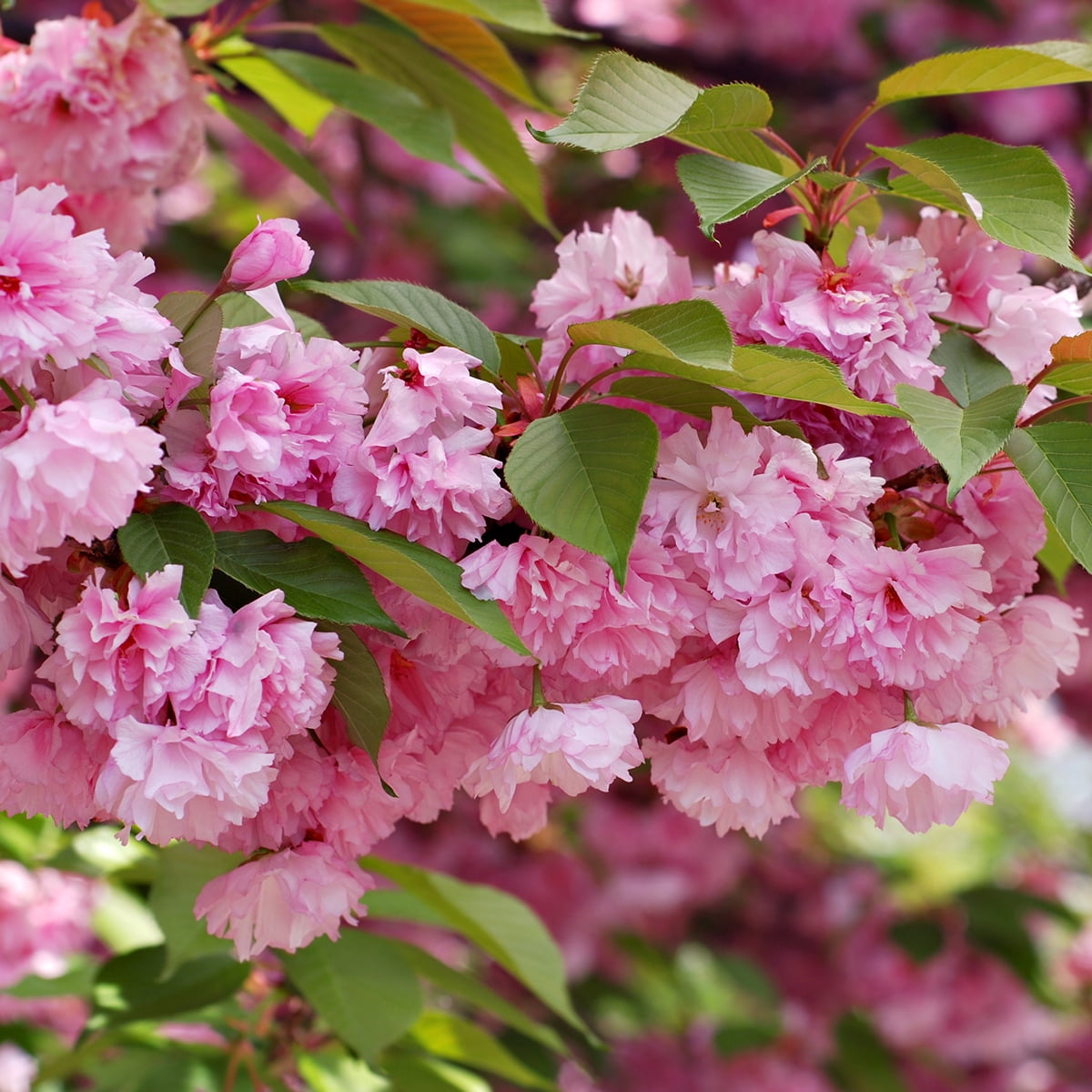 Van Zyverden Ornamental Tree Cherry Kwanzan 1 Plant Root Stock Pink Partial Sun Ornamental/Decorative 4 lb