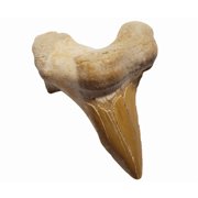 Fossilized Megalodon Shark Tooth