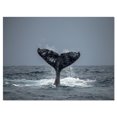 thumbnail image 2 of Large Humpback Whale Tail - Oversized Animal Wall Art, 2 of 3