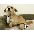 thumbnail image 6 of Assisi LOOP 2.0 Manual tPEMF Device for Dogs, Cats, and Horses, 6 of 7