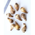 thumbnail image 2 of Martinette Jonquilla Daffodil - 10 bulbs, 2 of 3