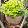 thumbnail image 4 of Distressed Cement Plant Pot, 4 of 14
