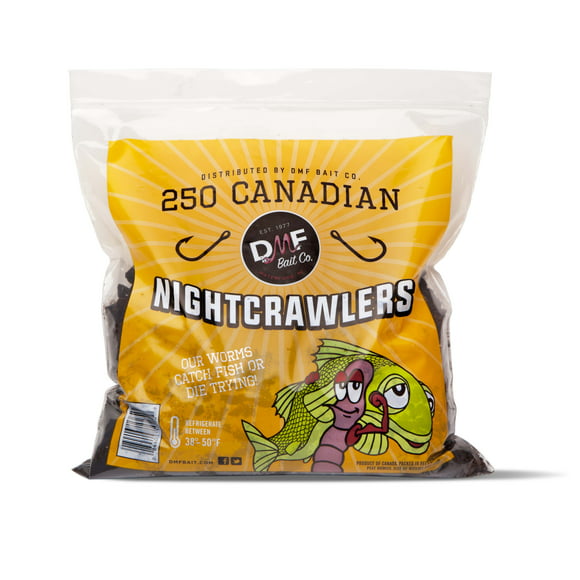 DMF Bait Co. Live Canadian Night Crawlers, Reusable Cooler, 250 Ct