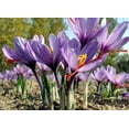 Saffron Crocus 10 Bulbs + Saffron Bulb Food Crocus Sativus Immediate Shipping