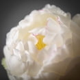thumbnail image 2 of Sullivans 28" Artificial White Peony Spray, 2 of 3