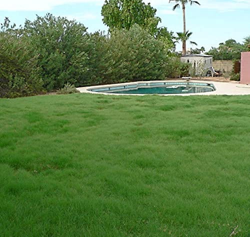 Outsidepride 25 lb. Perennial Xeriscape Warm Season Drought Tolerant Grass Seed Mix