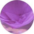 thumbnail image 1 of Ahgly Company Indoor Round Patterned Crimson Purple Area Rugs, 6' Round, 1 of 6