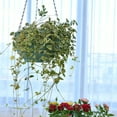 thumbnail image 4 of Maceta colgante Wosthever para plantas de flores ABS Rojo HA068905-02, 4 of 6
