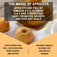 thumbnail image 4 of Knotty Horse Apricot Oil Conditioning Shampoo, 4 of 7
