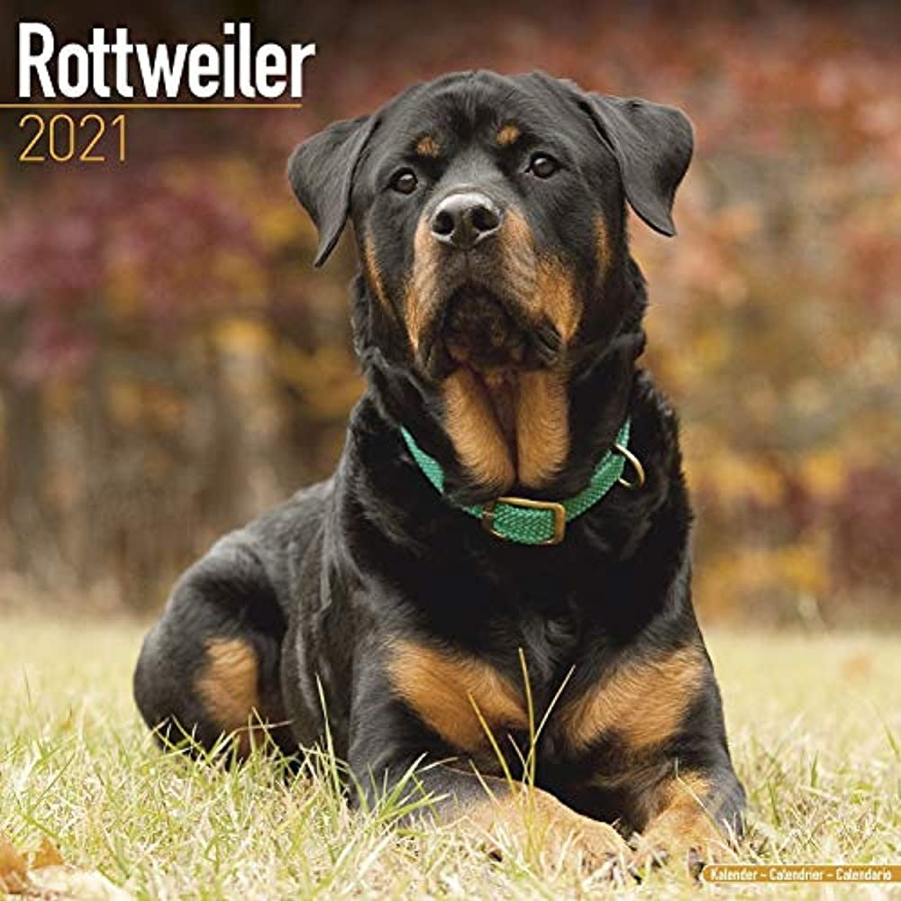 Rottweiler Calendar 2021-2022 - Dog Breed Monthly Wall Calendar - Made In USA - 12' x 24' (Open)