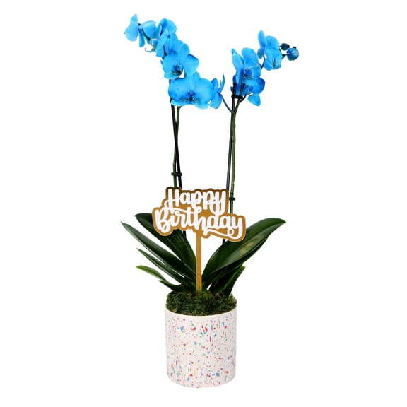 Green Circle Growers 5" Watercolor Orchid in Pink Terrazzo Pot – Happy Birthday Gift with Green Moss