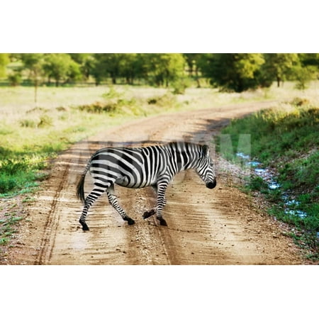 Safari Zebra Wall Plaque (Zebra on Savanna Crossing the Road, Africa. Safari in Serengeti, Tanzania Print Wall Art By Michal)
