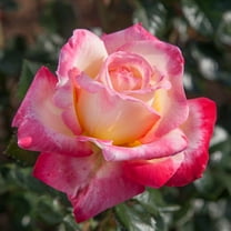 Heirloom Roses Fragrant Rose Bush - Enchanted Peace Rose Plant, Colorful Live Plant For Outdoor Planting