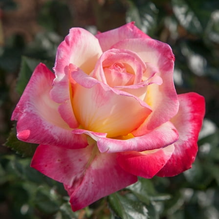 Heirloom Roses Fragrant Rose Bush - Enchanted Peace Rose Plant, Colorful Live Plant For Outdoor Planting