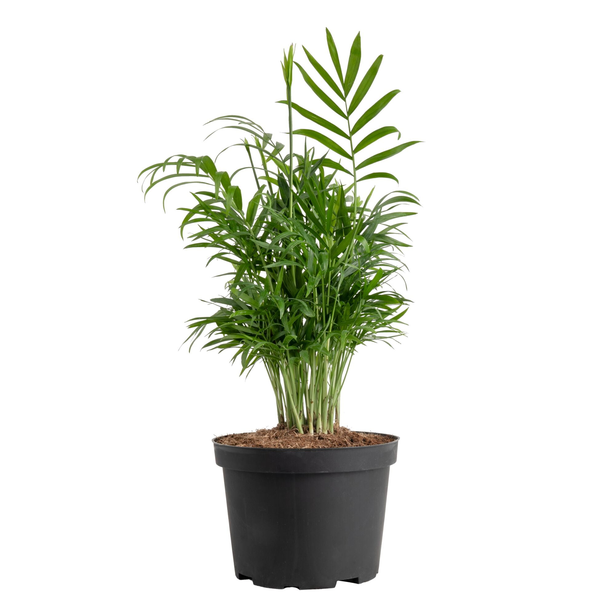 Costa Farms 14" Tall Neanthebella Parlor Palm Live House Plants in 5" Grower Pot