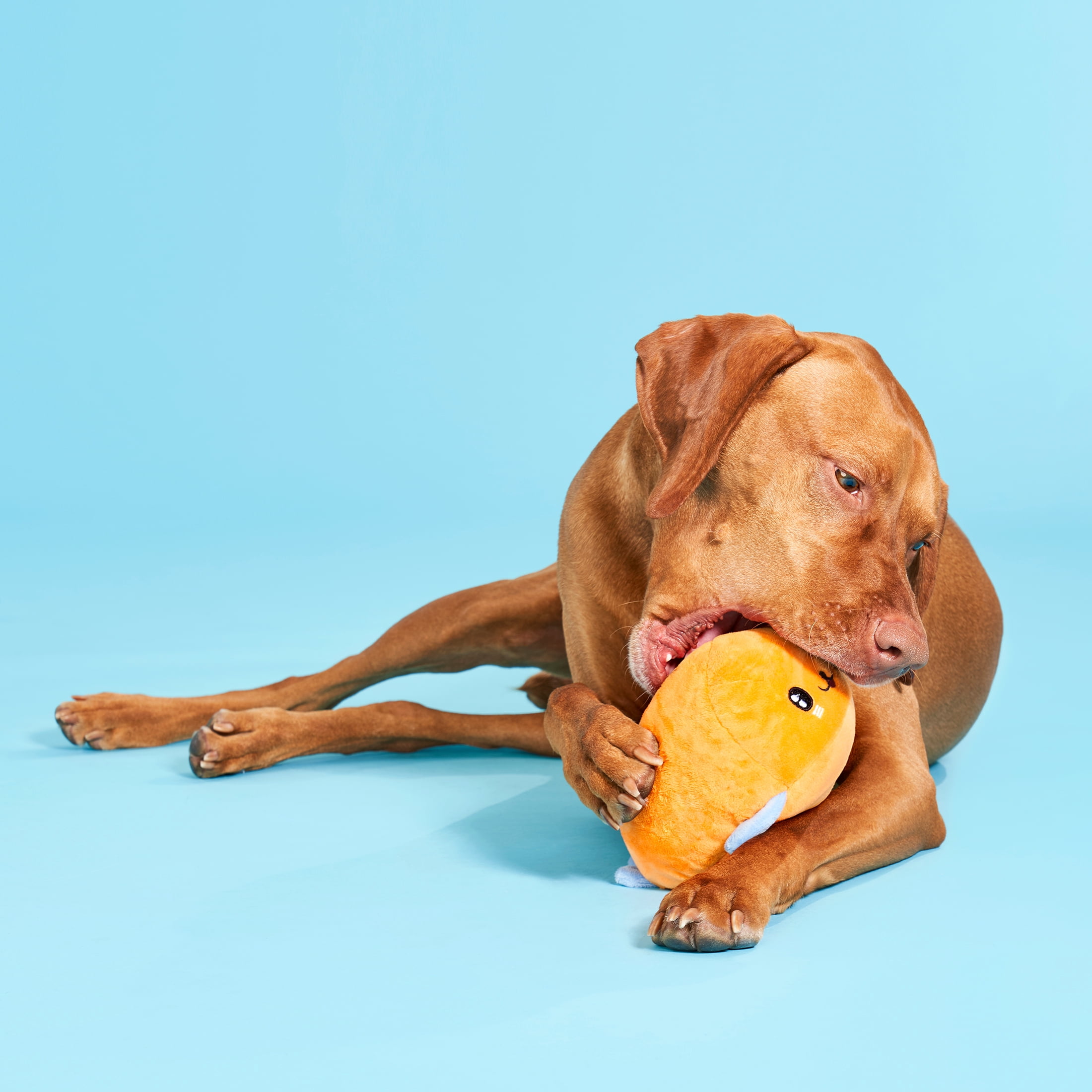 BARK Santiago Seal Dog Toy - Features a Surprise Toy Hidden Inside, Small to Medium Dogs