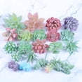 thumbnail image 3 of Bangcool Artificial Succulent Plants Assorted 21PCS Cute Mini Fake Succulents Home Decor, 3 of 10