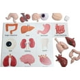 thumbnail image 2 of Curious Minds Busy Bags Montessori Human Organ Match - Miniature Body Parts with Cards to Match - Early Childhood Biology Learning Toy, 2 of 8