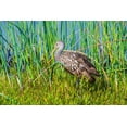 thumbnail image 2 of Friel, Bernard 18x13 Gold Ornate Wood Framed with Double Matting Museum Art Print Titled - USA-Florida-Sarasota-Myakka River State Park-Limpkin, 2 of 4