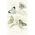 thumbnail image 3 of James Duncan 12x18 Black Modern Framed Museum Art Print Titled - Polyommatus Venus, Polyommatus Arehaeus (1858), 3 of 5