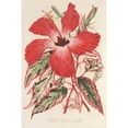 thumbnail image 2 of Charles Antoine Lemaire 17x24 Black Ornate Framed Double Matted Museum Art Print Titled: Hibiscus (And Mieux Ibiscus) Cover (1854-1896), 2 of 5
