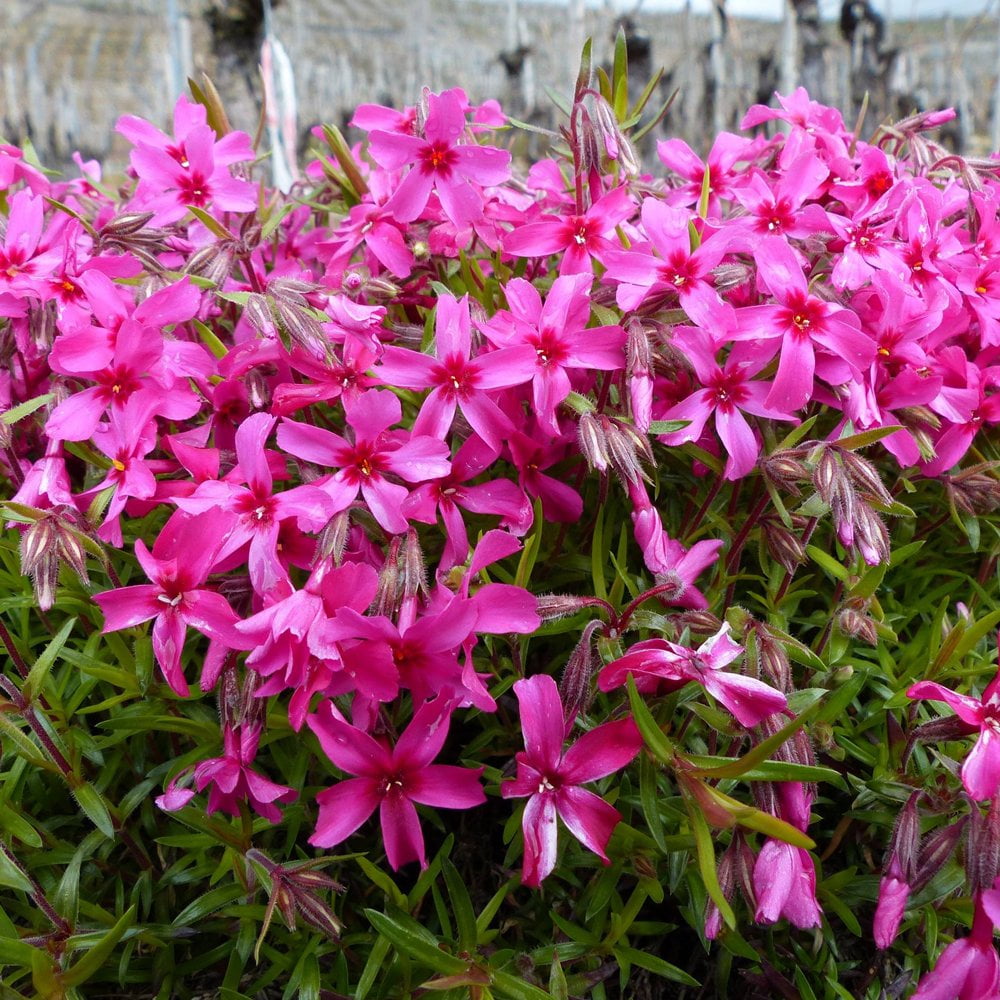 Red Wings Creeping Phlox Perennial Quart Pot Walmart