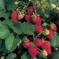 thumbnail image 1 of 100 Graines de Fraise ALPINE Fragaria Vesca Fruit Rouge Fleur Blanche, 1 of 4