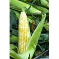 thumbnail image 2 of Peaches and Cream Sweet Corn Seeds 100 Seeds, 2 of 3