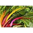 thumbnail image 3 of Rainbow Swiss Chard Seeds, 300+ Heirloom Seeds Per Packet, (Isla's Garden Seeds), Non GMO Seeds, Botanical Name: Beta vulgaris subsp. cicla, 3 of 6