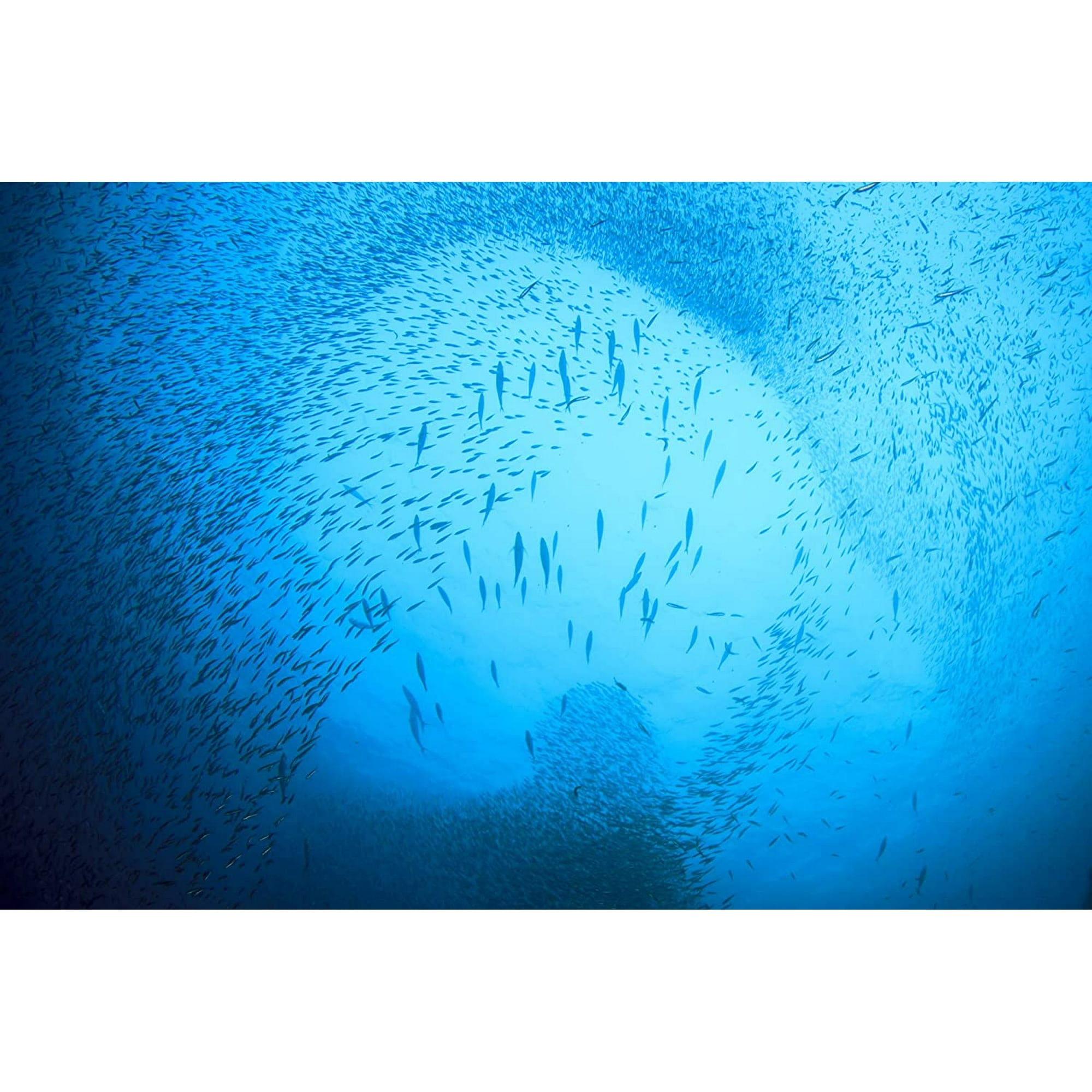 Season Wild Caught Brisling Sardines in Water - High Protein, Low Calories, Omega-3, Sustainable Seafood - 12 Pack, 3.75 Oz