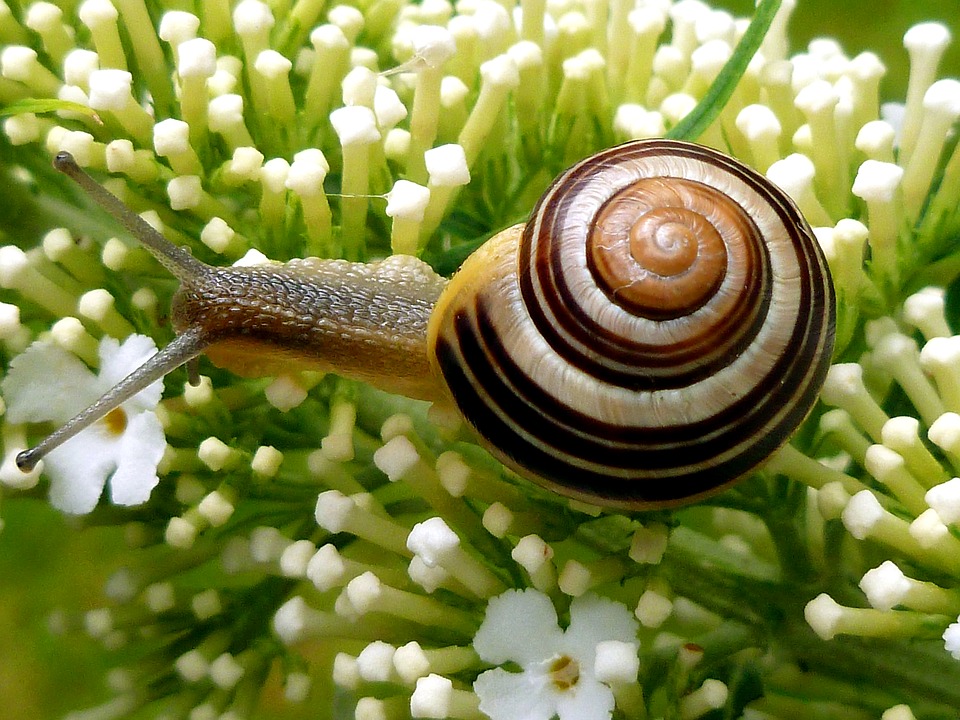 Canvas Print Shell Snail Shell Slowly Snail Garden Snail Nature