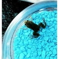 thumbnail image 1 of Three Rivers Amphibian Grow-A-Frog Kit, 1 of 1