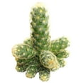 thumbnail image 2 of Lady Fingers Cactus Mammillaria Elongata (2"+ Clay Pot) - Tiny, Lovely, Easy to Care Cactus for Beginners - Unique Shaped Cactus - Live Cactus for Home Office, 2 of 8