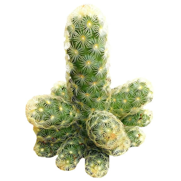 Lady Fingers Cactus Mammillaria Elongata (2"  Plastic Pot) - Tiny, Lovely, Easy to Care Cactus for Beginners - Unique Shaped Cactus - Live Cactus for Home Office