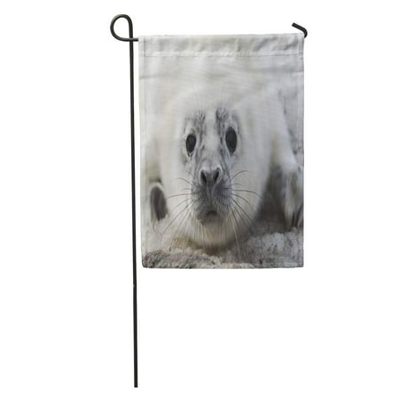 Estonian Garden - LADDKE Quickly Melting Ice Brings Gray Seal Pups to Estonian Garden Flag Decorative Flag House Banner 12x18 inch