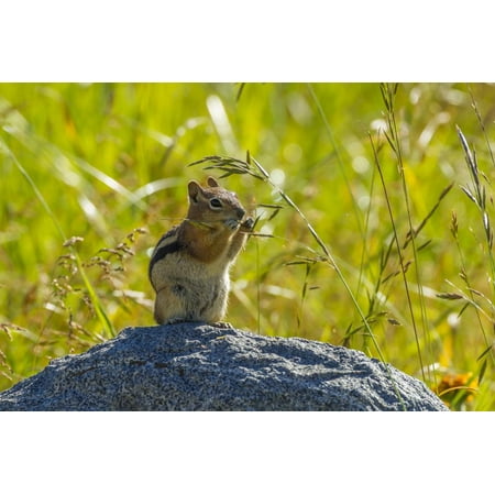 USA, Colorado, Gunnison National Forest. Golden-Mantled Ground Squirrel Eating Grass Seeds Print Wall Art By Jaynes