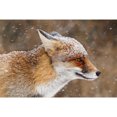 thumbnail image 4 of Red Fox in Snow (1000 Piece Puzzle, Size 19x27, Challenging Jigsaw Puzzle for Adults and Family, Made in USA), 4 of 4