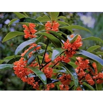 Red Flowering Fragrant Tea Olive ( Osmanthus ) - Live Plant ( 1 QT ) - Full Sun - Evergreen