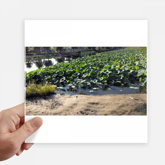 Summer Lotus Lake Art Deco Fashion Sticker Tags Wall Picture Laptop Decal Self adhesive