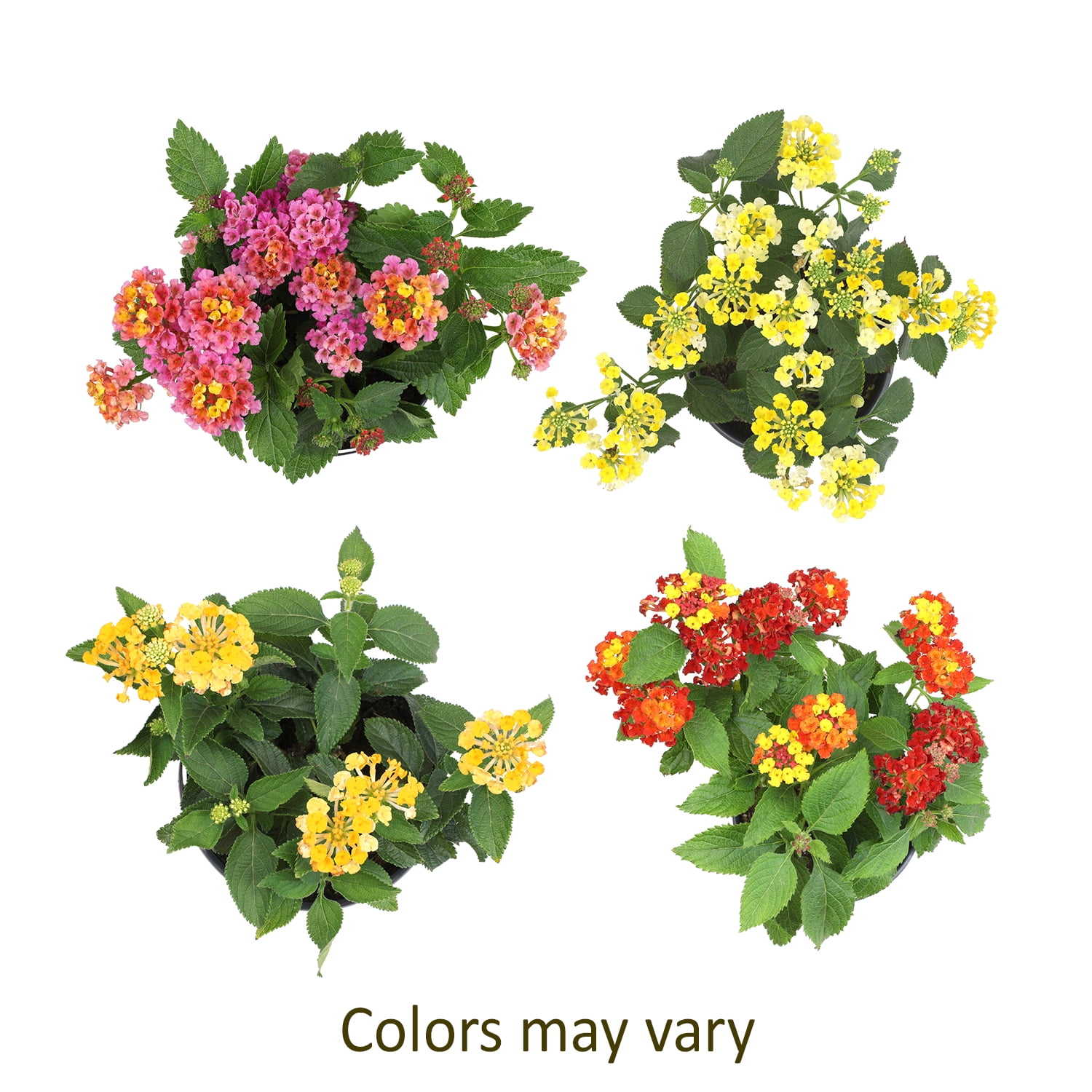 Expert Gardener Multicolor Lantana Drought Tolerant Flowers in 1 Quart Pots (4 Count) Full Sun