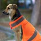thumbnail image 4 of EeaseMX Chaleco reflectante de seguridad para perros, ropa de verano transpirable de alta visibilidad para caminar, correr, senderismo (naranja fluorescente-S), 4 of 8