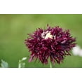 thumbnail image 3 of 250 Seeds BLACK Swan PEONY POPPY Papaver Somniferum Dark Burgundy Double Flower Seeds, 3 of 4