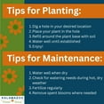 thumbnail image 6 of Expert Gardener 1.5G Red Tomato Roadster Live Plants Decorative Pot Sun, 6 of 6