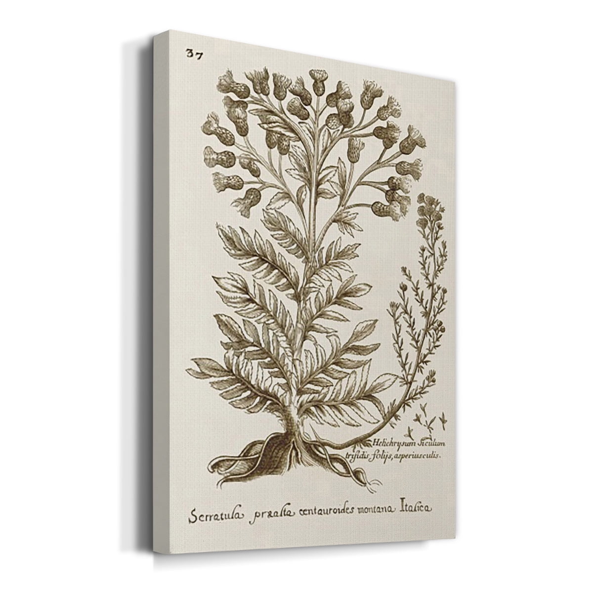 Sepia Botanical Journal I Premium Gallery Wrapped Canvas - Ready to Hang