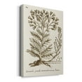 thumbnail image 2 of Sepia Botanical Journal I Premium Gallery Wrapped Canvas - Ready to Hang, 2 of 9