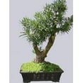thumbnail image 4 of Buddhist Pine Tree - Bonsai/Houseplant - Podocarpus - 4" Pot, 4 of 4