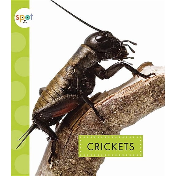 Spot Creepy Crawlies: Crickets (Paperback)